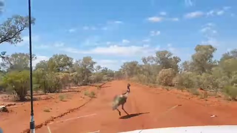 72K views · 43 reactions | Some birds are graceful or beautiful, but none are as entertaining as an emu running at full tilt.  This one was spotted near Bourke. : Diane Cowle | ABC Western Plains | Facebook