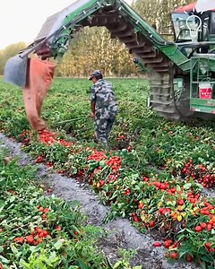 Automatic tomato picking machine in action! 🍅 | Entertainment London