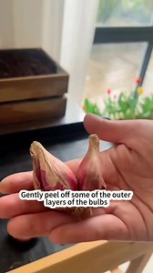 Plant green onions at home by following this method #green #onion #following #Method #reelsviralシfb | Lee Yumi