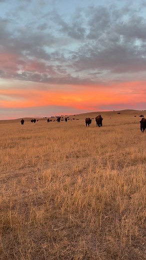 Out checking on the herd last evening and enjoyed the beautiful colors the Lord has painted the past week! #kremerbuffalo #visitrapidcity #hifromsd #forever605 #visitcuster #greatfacesgreatplaces #bisonranching #blackhillsbadlands #southdakotabison #great8 | Kremer Buffalo
