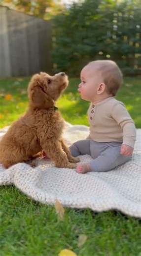 Baby and puppy: Who Howls Better?