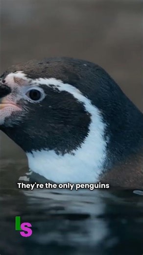 Facts About the Galapagos Penguin