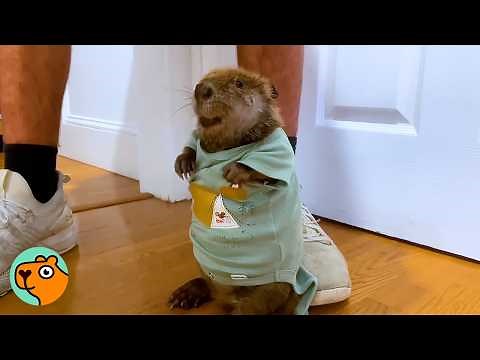 Baby Beaver Dances And Squeaks For Attention | Cuddle Buddies