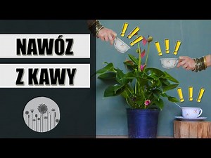 How to use COFFEE GROUNDS in your home and garden? How to make fertilizer from coffee grounds?