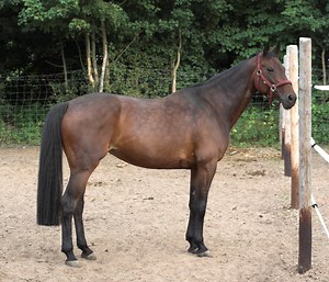 Oldenburg (Oldenburger) Horse Breed Info, History, Videos, Pictures