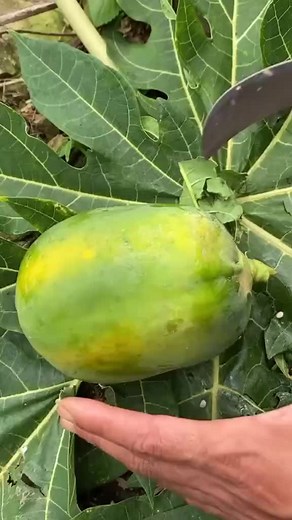 Papaya Farming: Agriculture Tips and Tricks for Young Farmers