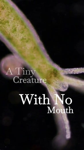 The Animal That Never Dies — and Can Regrow Forever 🧬 (The Immortal Hydra) l MindPop Daily Meet the Hydra — a tiny freshwater creature that can regrow its entire body from a single cell. 🧬 It has no eyes, no mouth, and yet... it never ages, never dies. Scientists call it biologically immortal — proof that nature already cracked the secret to eternal life. 🌿 #MindpopDaily #WeirdFacts #ImmortalAnimals #ScienceMysteries #WeirdBiology #fypシ゚viralシ #trendingreelsvideo #viralreelschallenge | MindPo