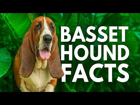EVERYTHING about the Basset Hound Breed!🐕🐾