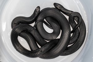 Black Snake Species: A Guide To These Striking Snakes
