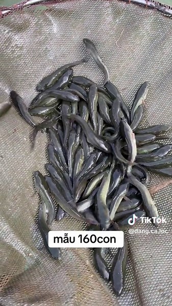 Giới thiệu cá lóc giống đầu nhím tại An Giang