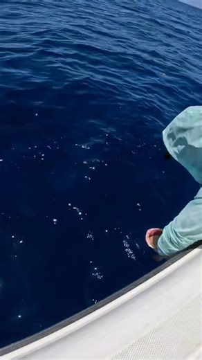 This Red Grouper had a calico crab sticking out of it mouth! What’s the craziest thing you have seen them spit up? #redgrouper #deepseafishing #offshorefishing | Groupermvp