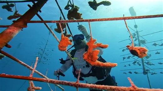 How coral reefs are becoming resilient against extinction