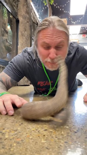 B R I A N B A R C Z Y K on Instagram: "One of Brian’s Favorite Snakes to Play with The Viper Boa 🐍👀😮 #snakes #animals #reptile #reels #trending"