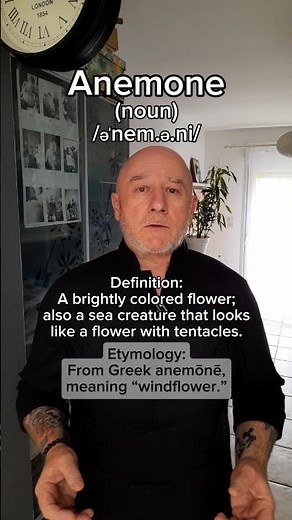 Anemone! English Pronunciation, Meaning, Synonyms, Etymology, and Examples!