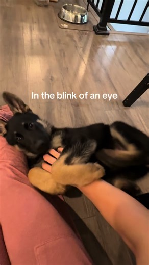 The Best German Shepherd at 5 Months Old