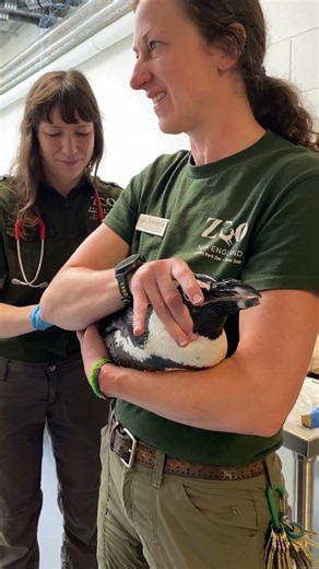 Penguin Check-ups at the "Foot Spa"