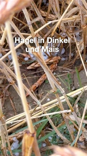 Hagel mitten in der Ernte 🌾 So schnell entstehen Schäden