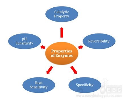 Properties of Enzymes PPT | EasyBiologyClass