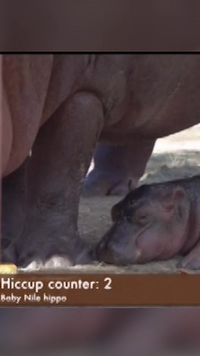 BABY HIPPO: A baby hippo caught a case of the hiccups at the Albuquerque BioPark Zoo. https://www.wfla.com/video/baby-hippo-gets-the-hiccups/11227578/ | WFLA News Channel 8