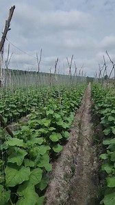 🥒Une raison pour laquelle tes plantes de concombre ne produisent pas assez ! | 𝐕𝐚𝐧 𝐒𝐜𝐡𝐢𝐧𝐞𝐢𝐝𝐞𝐫 𝐁𝐮𝐬𝐢𝐧𝐞𝐬𝐬