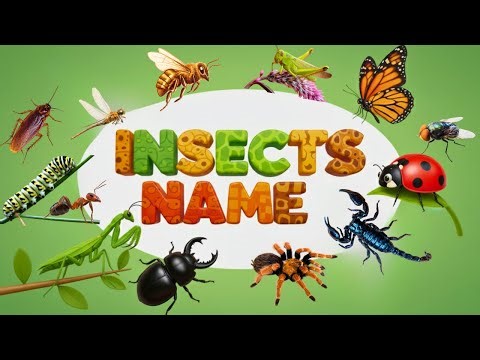 25 Insects Name | Learn Insects for Kids