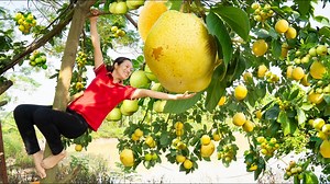 53K views · 1.7K reactions | Harvest Golden Pear, Make delicious steamed Pear & red apple with rock sugar Goes to the market sell | Phuong - Harvesting | Facebook