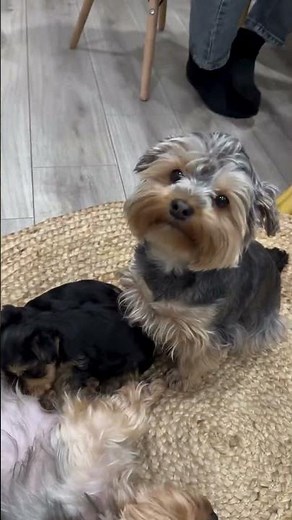 These Teacup Yorkie Puppies Will Melt Your Heart! 😍