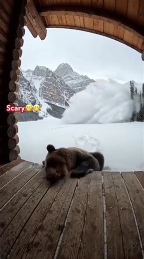 Bear snow fight🥶#animals #bear #shorts