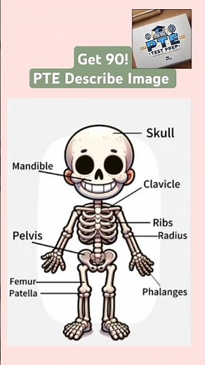 PTE Describe Image | Human Skeleton Diagram with Sample Answer for 90 Score @ptetestprep