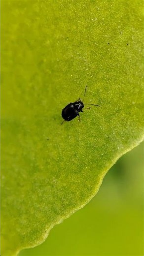 flea beetle ☘️ #insects #insecticida #macroperfection #nature