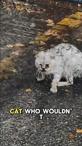 He Stood in the Rain Until Someone Noticed Him. #StrayCat #CatRescue #BeforeAndAfter