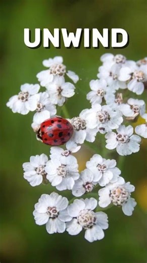 The Alphabet of Calm 🌿 Q–Z