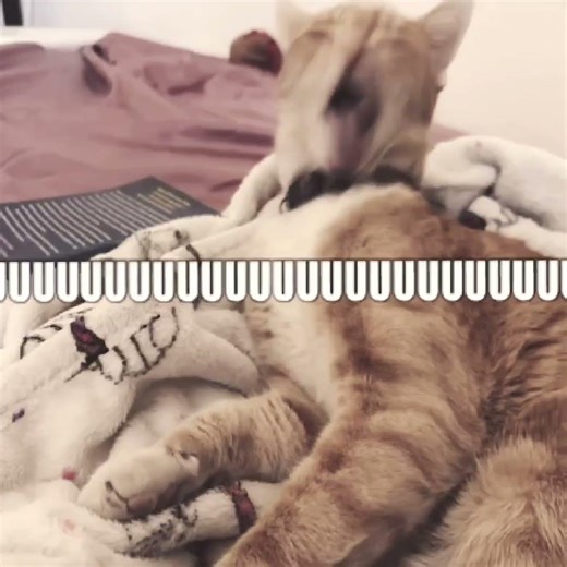 ⁠Happy birthday to Sam’s cat ‪@loveliketrash‬ btw he’s only 8 please keep the comments appropriate