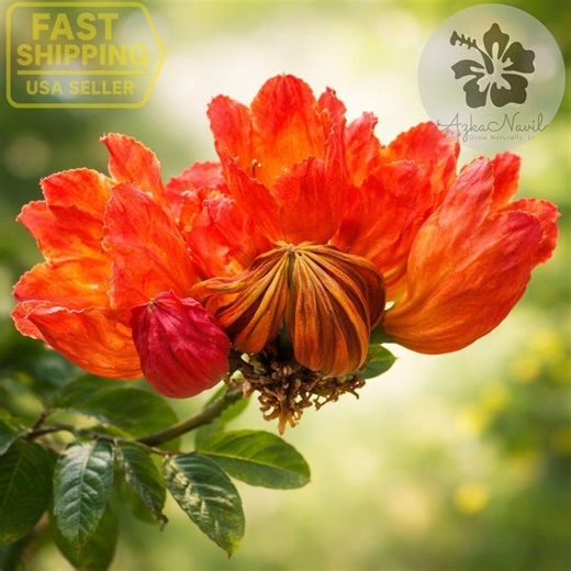 African Tulip Tree Seeds – Spathodea Campanulata – Tropical Flowering Tree - Etsy