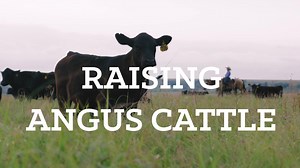 🌱 Together, people and Angus cattle are working in tandem with the environment to create the best beef - #CertifiedAngusBeef. 🐂 Raising Angus cattle is a legacy for the Perrier family at Dalebanks Angus in Kansas. For generations, they've been committed to raising top-quality beef that's both delicious and nutritious. 🏆 That's why they're proud to raise Certified Angus Beef, the gold standard in beef quality. It's a mark of excellence that they've worked hard to achieve through careful breedi