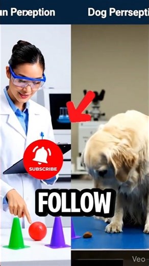 The Truth About Dog Vision Will Surprise You! #dogfacts #dogs #didyouknowfacts