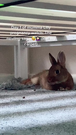 Day 1 of mumma Lilly pregnancy watch 🐰🥰 😅 🥺 #cute #rabbit #bunny #pregnant #animals #nesting