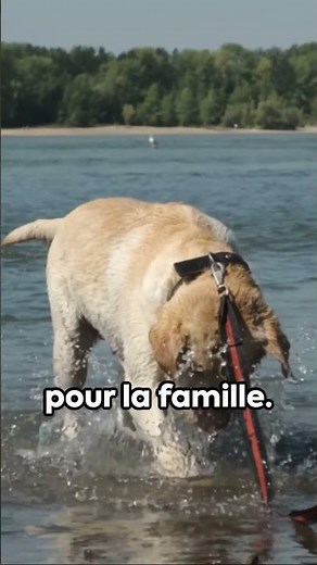 LABRADOR RETRIEVER DOG CHARACTER #dog #dogs #puppy