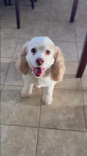 I would 🙋🏻‍♀️ #cockerspaniel #cutedog #shorts