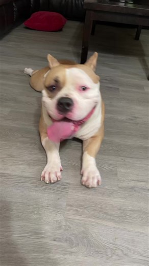 Kovu americanbully (@mainf13)’s videos with sonido original - Victoria🤍🧿🫧