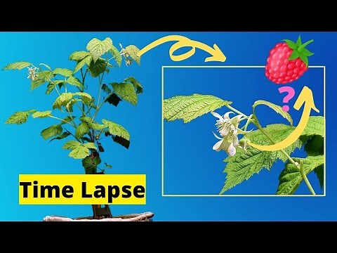 Growing RASPBERRY Plant TIME LAPSE - Flowering Plant