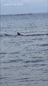 A sandbar shark was spotted in the area of the Lynnhaven Inlet at Chic's Beach on Thursday, the Virginia Aquarium confirmed. The sandbar shark was identified by its dorsal fin, and is common in the Chesapeake Bay due to its nurseries. Video credit: Krissi Wood Details at the link in comments. | WTKR News 3