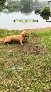 245K views · 6.1K reactions | Frog vs Dog  | Dusty Dubs | Facebook