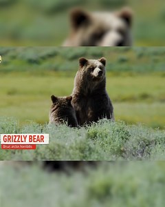 1.4M views · 21K reactions | Found in a GRIZZLY BEAR Cave!! | Brave Wilderness | Facebook