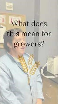 🌾🍞What is a falling number, and why does it matter to grain growers?⁠