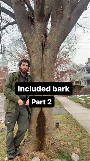 Levi O’Brien on Instagram: "Part 2: Japanese zelkova tree (Zelkova serrata) and included bark. . Here we see how poor branch structure in youth leads to a mature hazard tree. Stay tuned to learn more about zelkova, and more about key arboricultural concepts! . #tree #trees #nature #naturephotography #naturelover #garden #gardening #gardeninglife #learn #education #horticulture #horticulturist #botany #foraging #dendrology #plantlover #plantlove #plantlovers #biology #wood #woodworking #greenwood