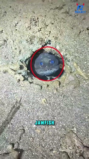 Alasan Kenapa Jawfish Tidak Akan Pernah Cocok Dipelihara di Akuarium Rumah 😱