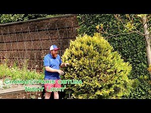 Chamaecyparis obtusa 'Night Light' Dwarf Hinoki Cypress ~MrMaple Clips