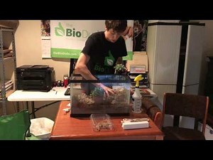 Howto Leopard Gecko BioActive self-cleaning, self-maintaining Terrarium with BioDude Terra Sahara