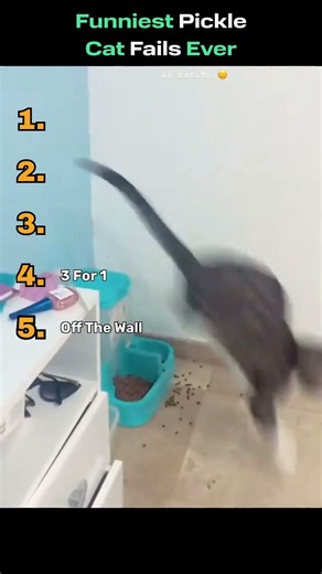 Ranking Funniest Pickle Cat Fails Pt1.